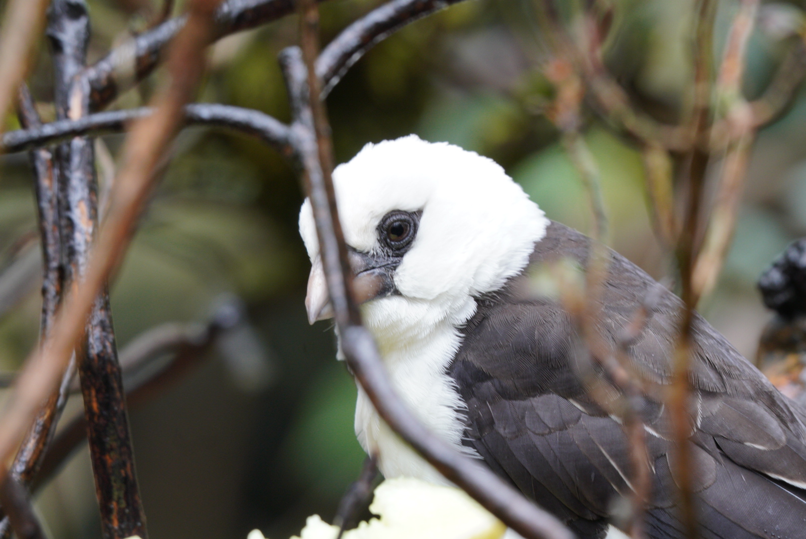 White Headed Buffalo Weaver