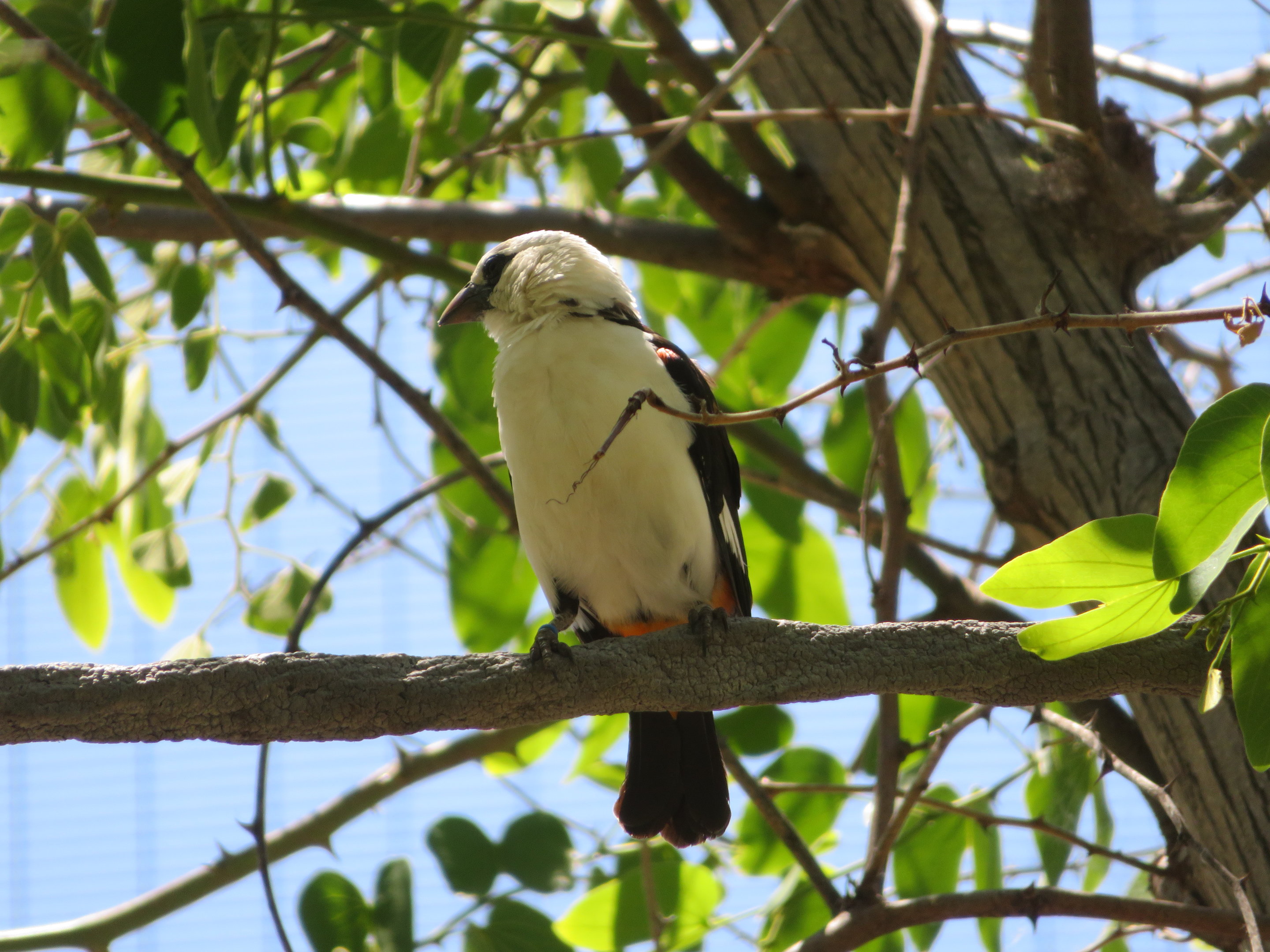 White-headed Buffalo Weaver