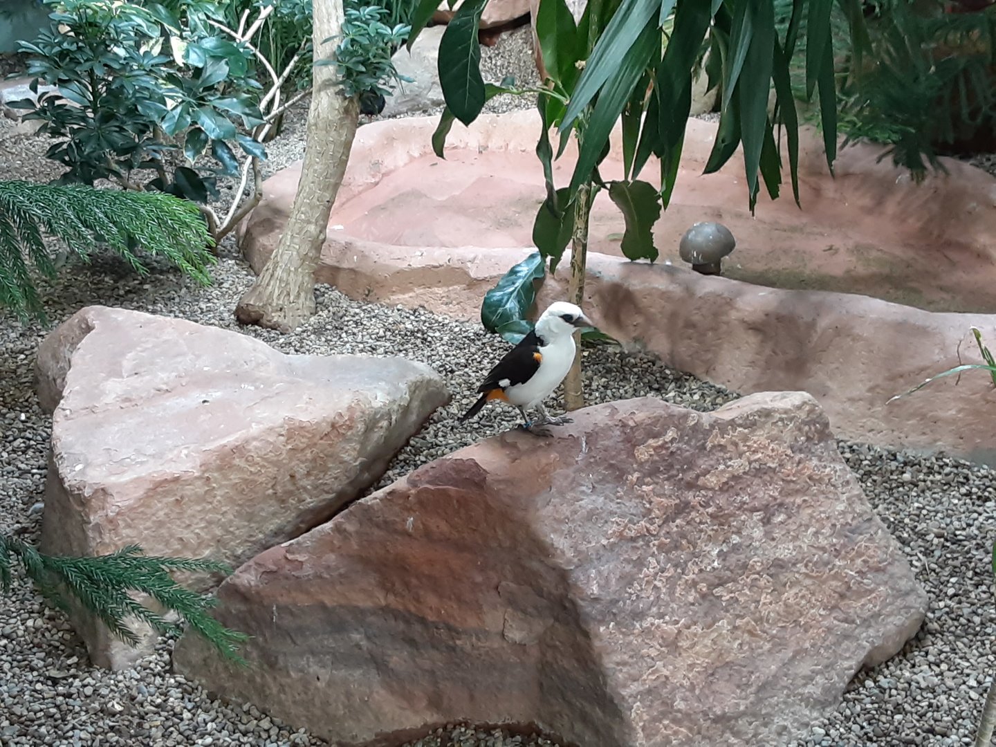 White-Headed Buffalo Weaver