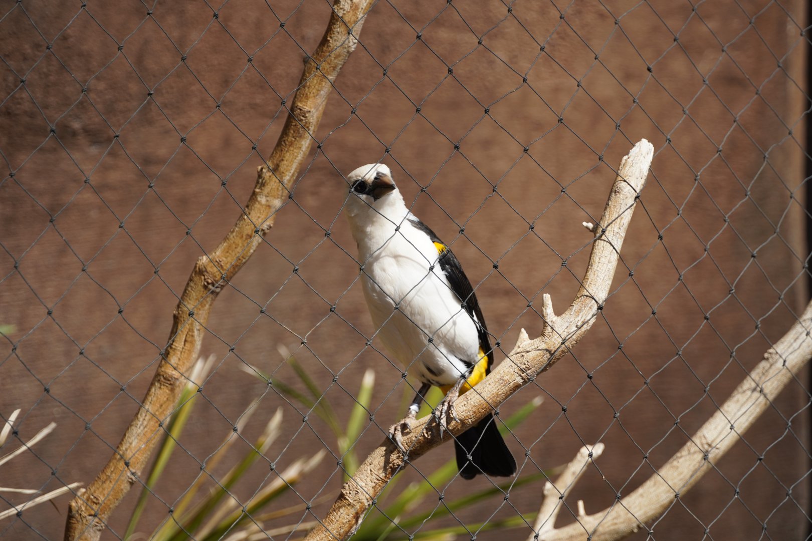 White-Headed Buffalo Weaver