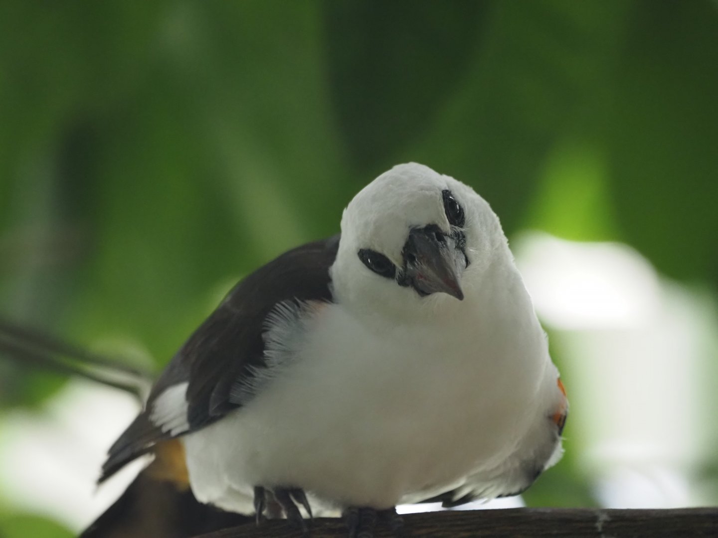 White-Headed Buffalo Weaver