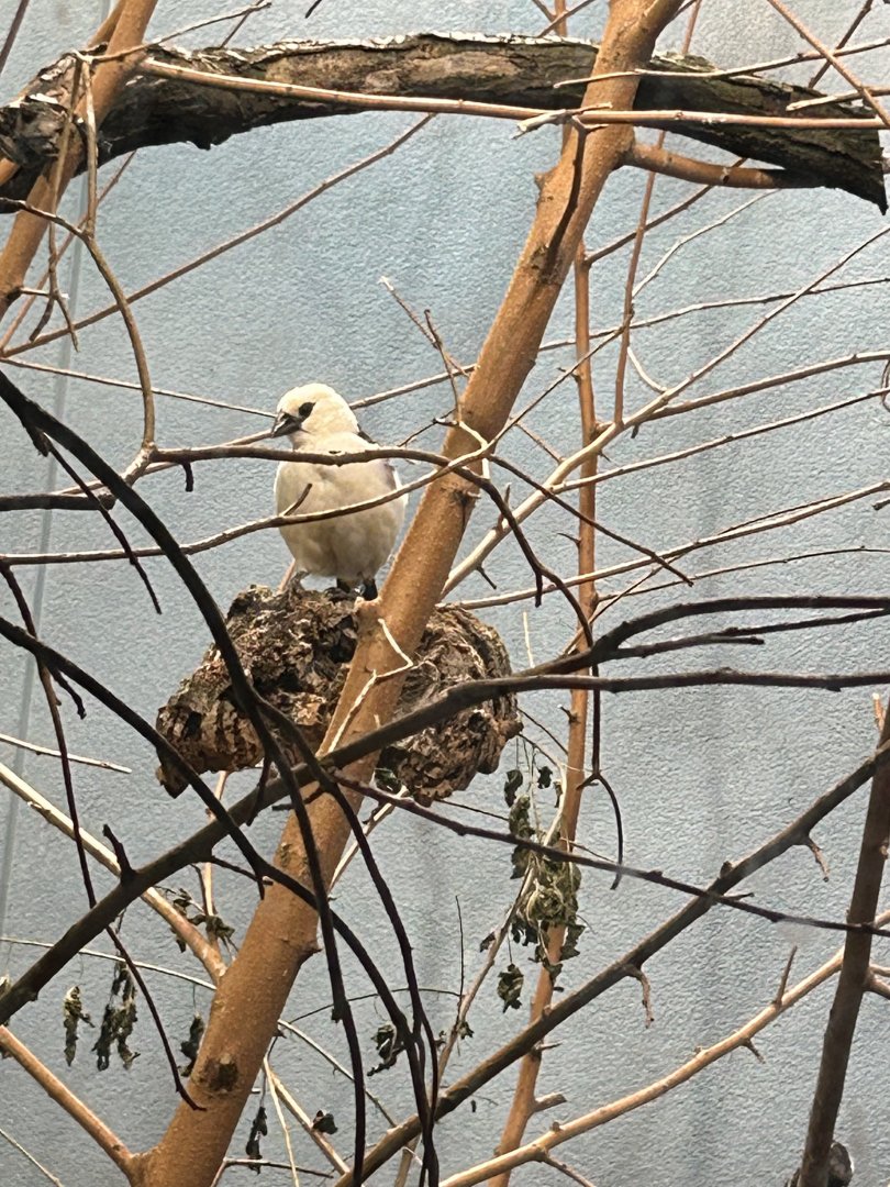 White headed buffalo weaver