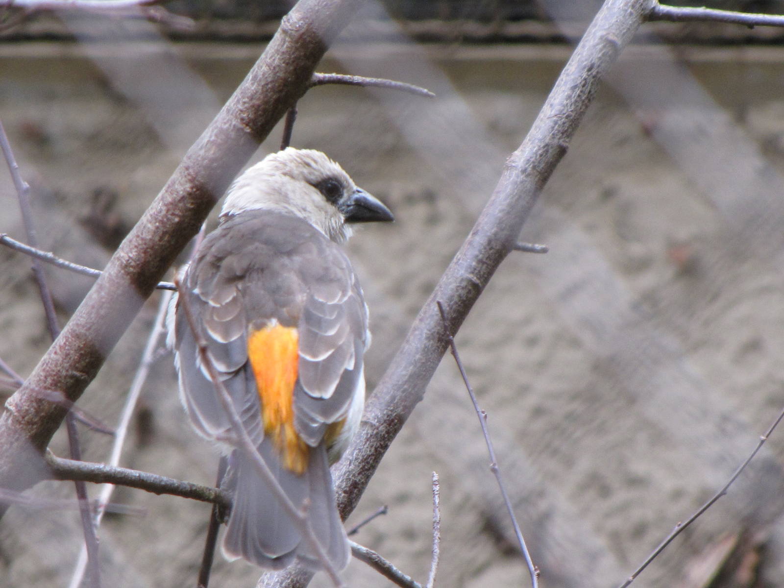 White-headed Buffalo Weaver