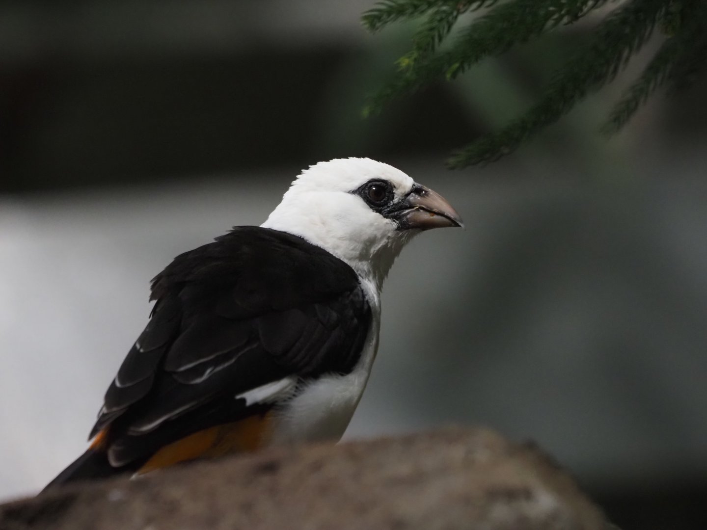 White-Headed Buffalo Weaver
