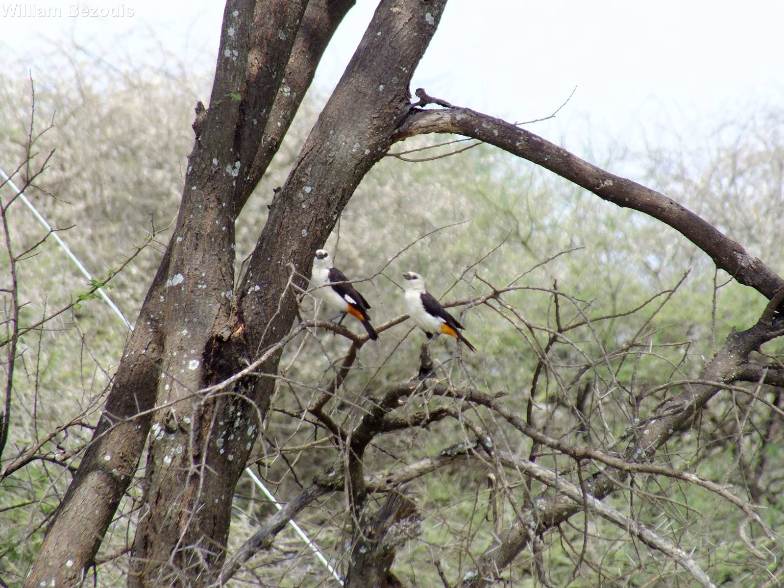 White-headed Buffalo-weavers