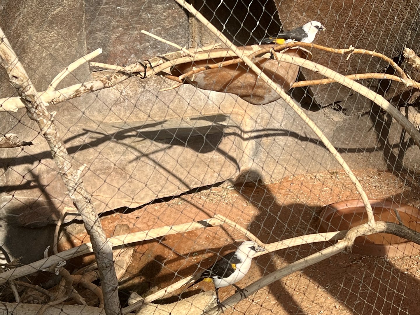 White-headed Buffalo Weavers