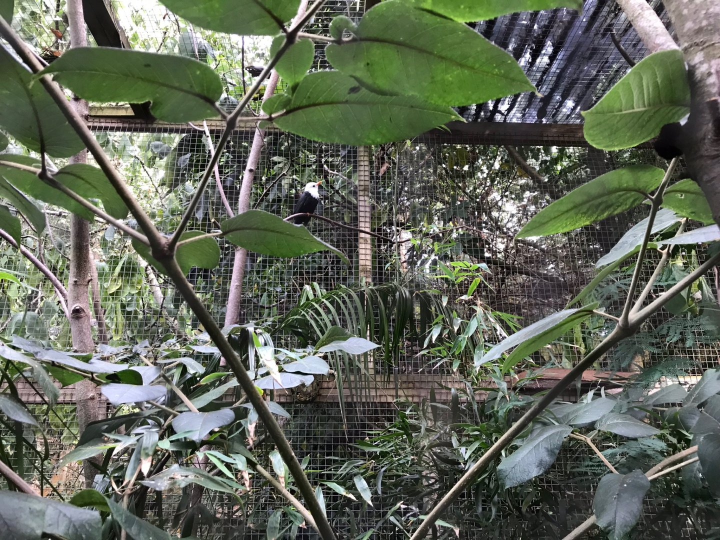 White-headed bulbul 150918