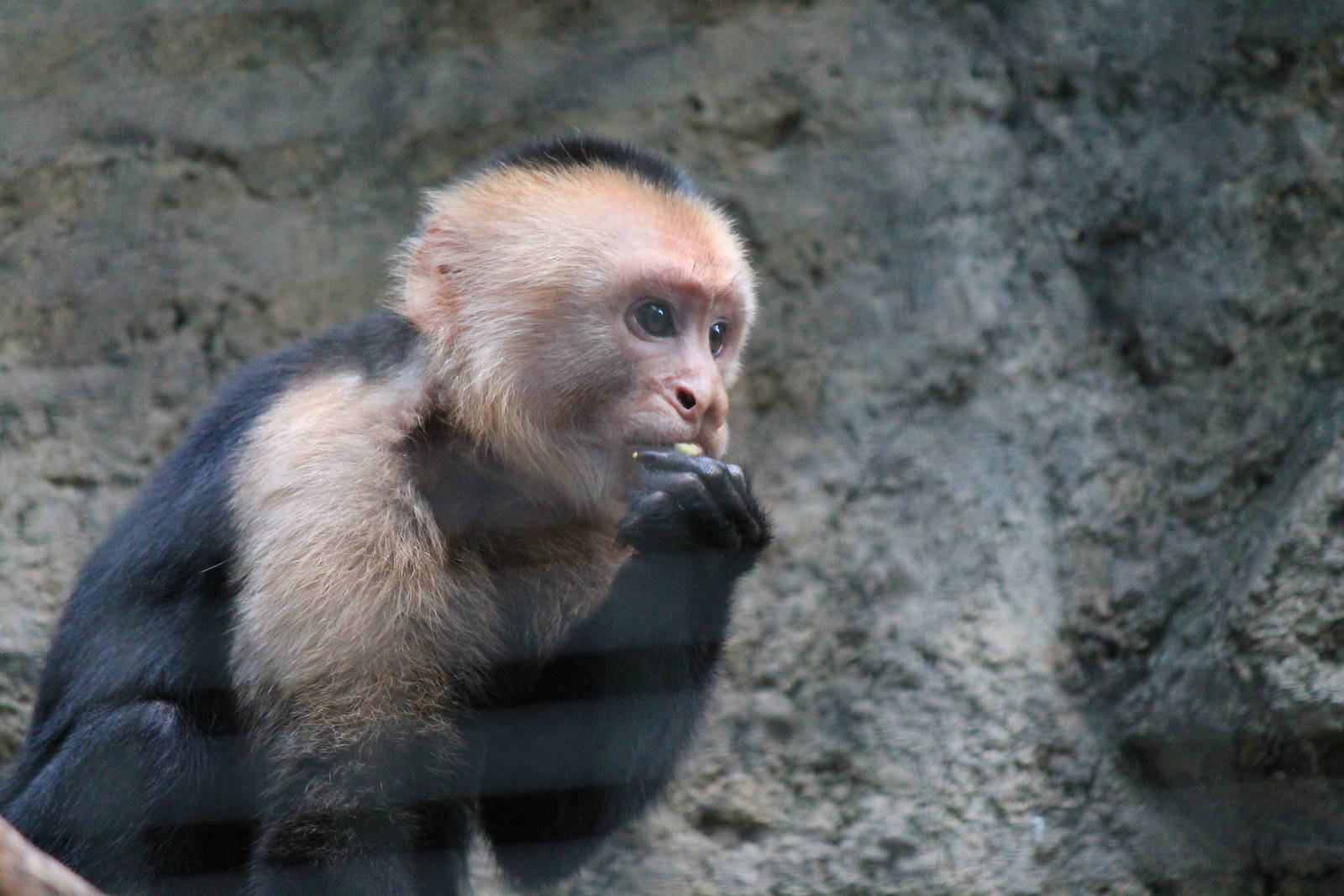White-headed Cappuchin
