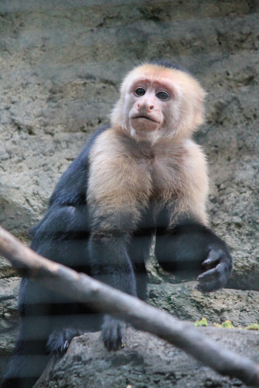 White-headed Cappuchin