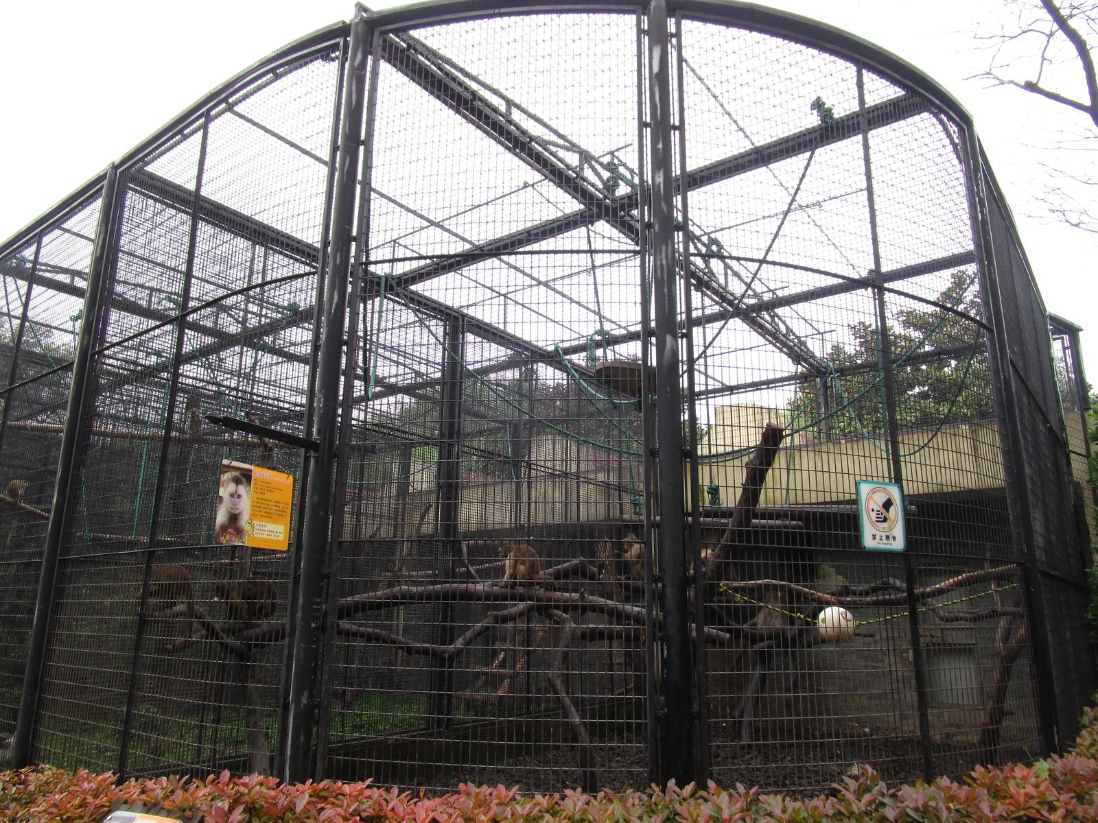 White-headed Capuchin Enclosure - 16/04/2016