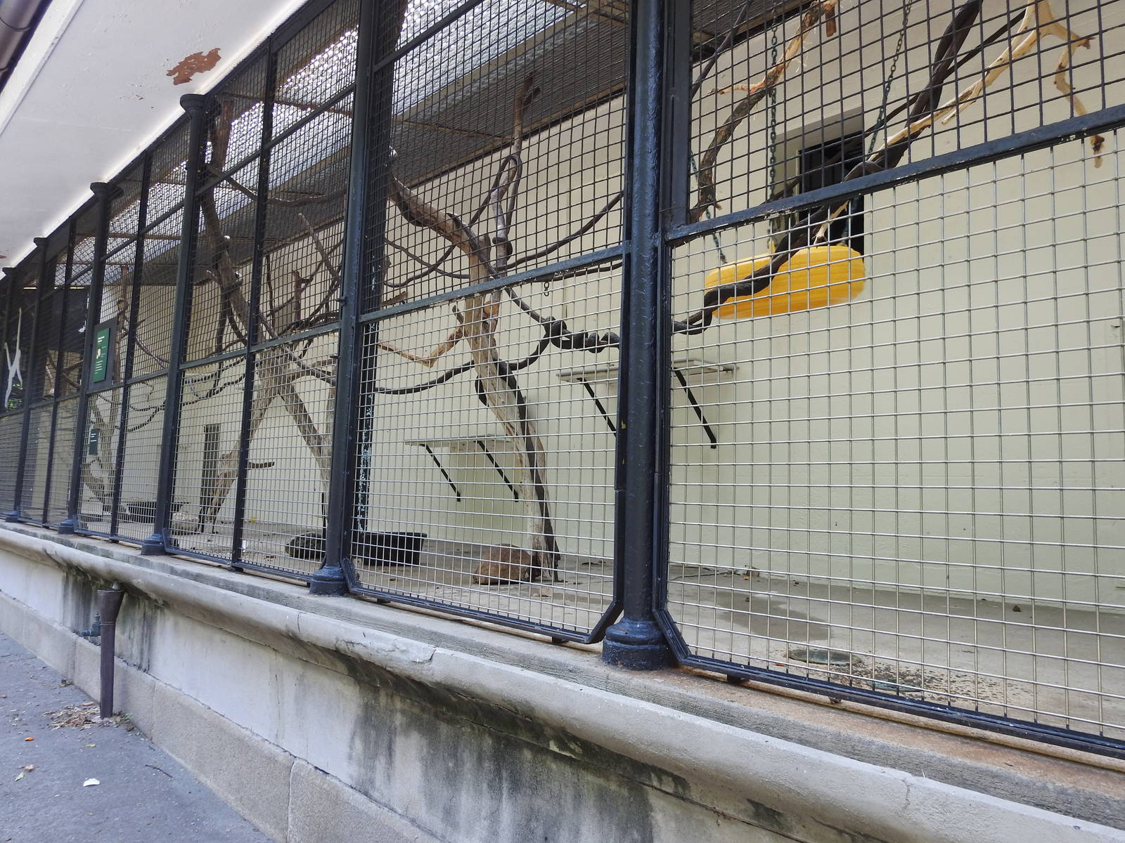 White Headed Capuchin Enclosure