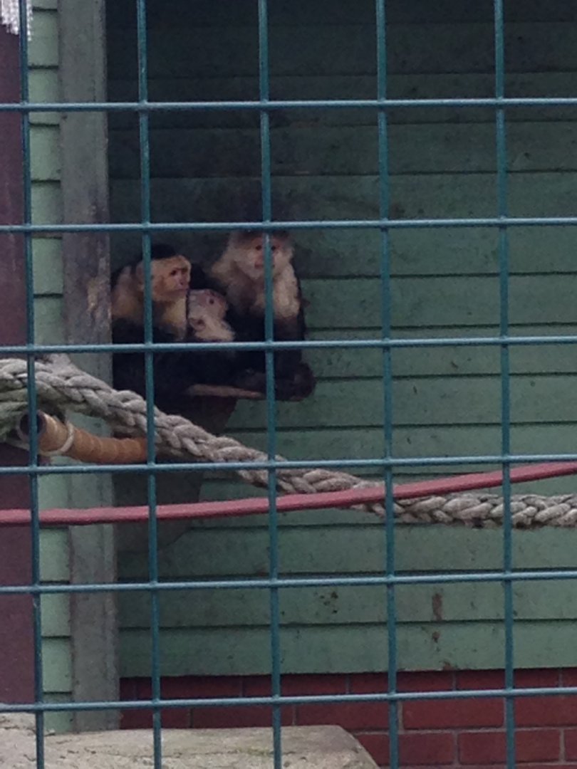 White-Headed Capuchin Family - (Cebus Capucinus)