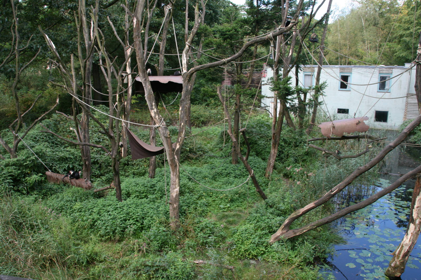 White-headed capuchin island