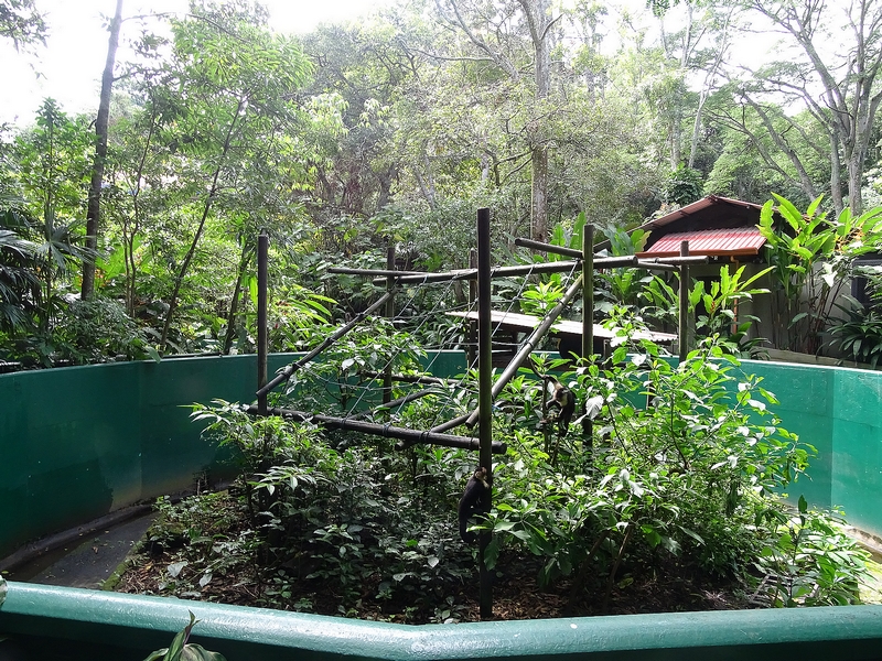 White-headed capuchin monkey enclosure