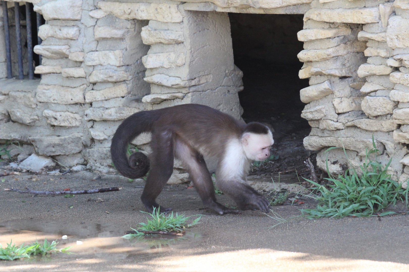 White-headed Capuchin Monkey