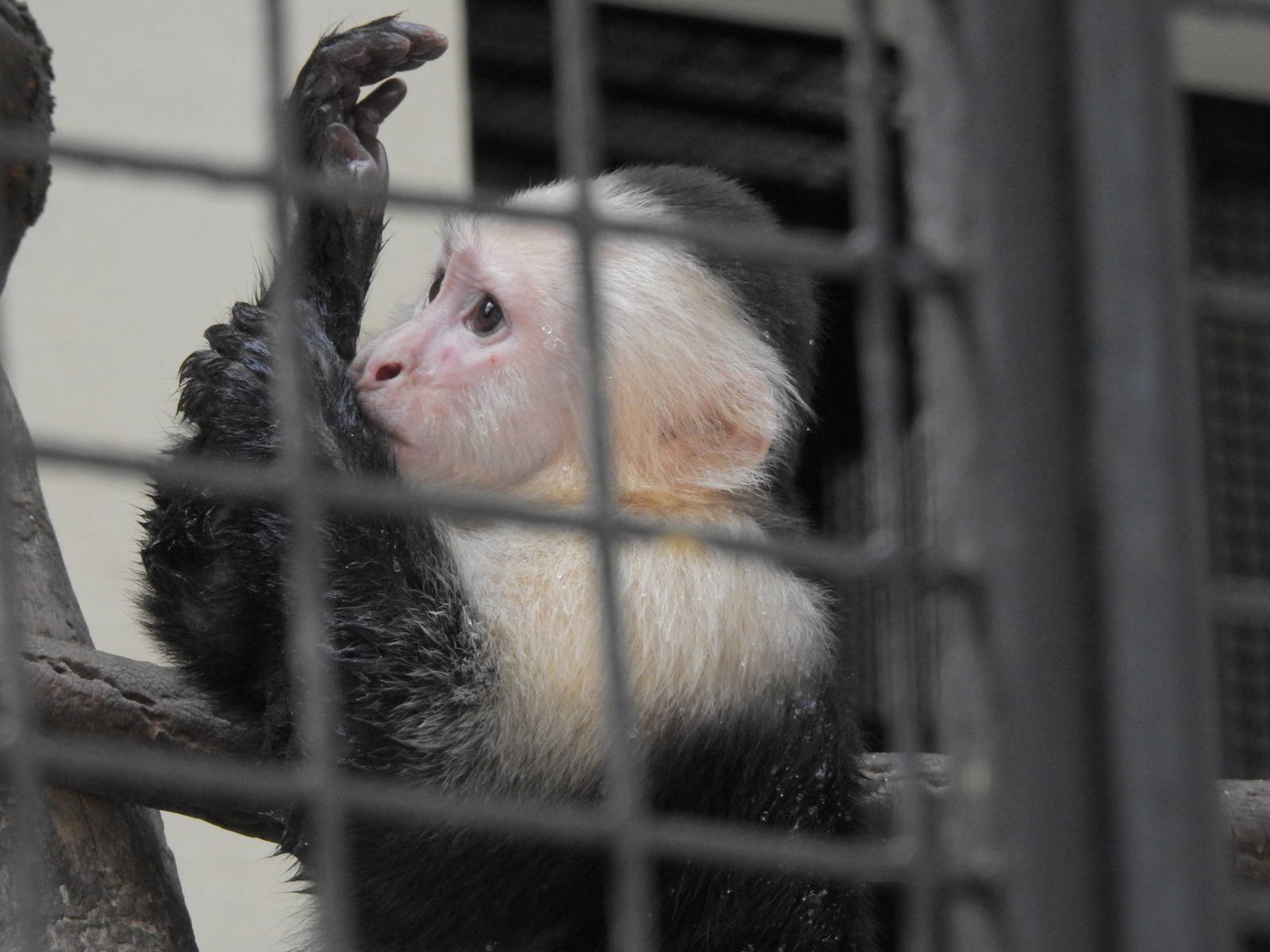 White Headed Capuchin