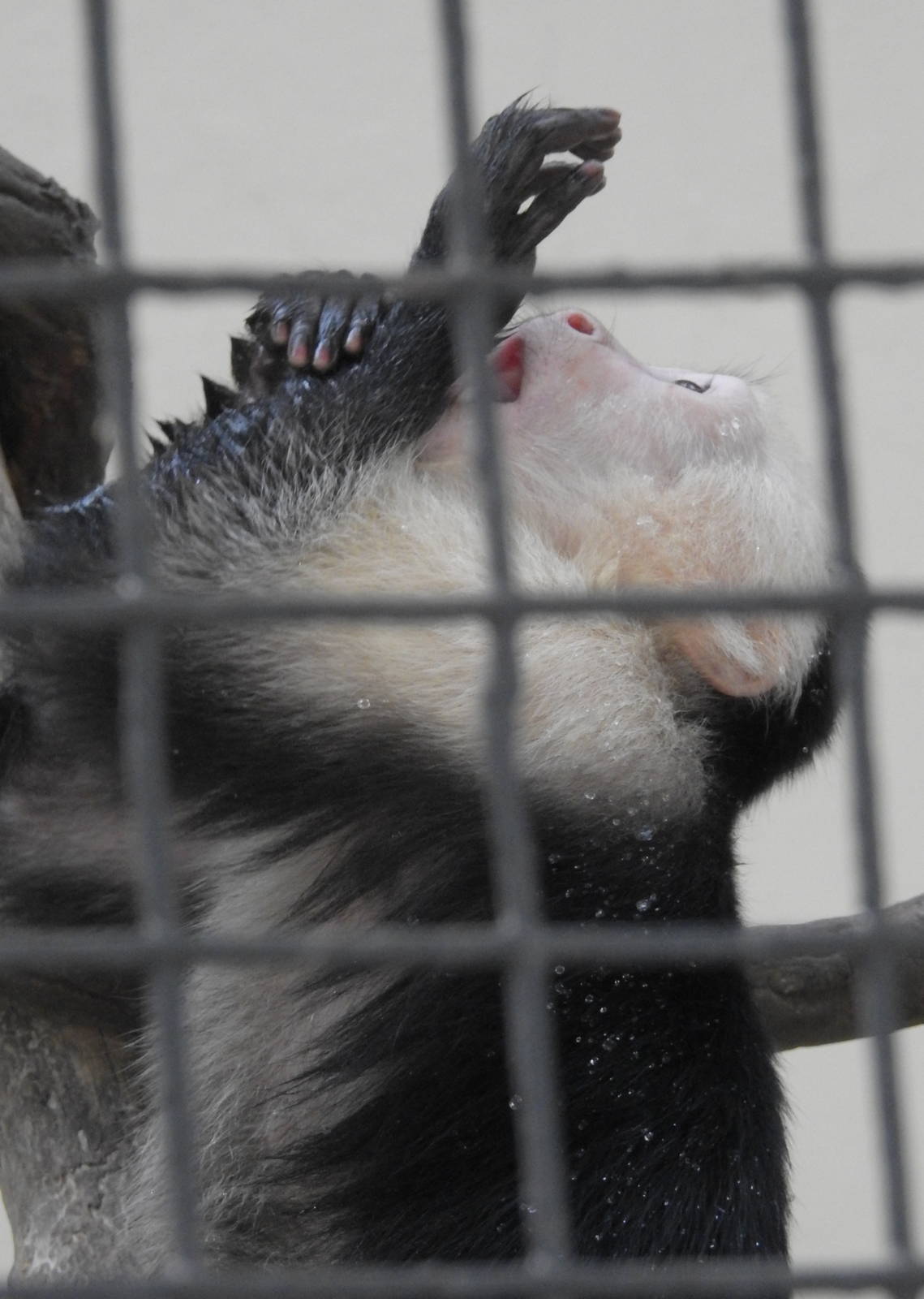 White Headed Capuchin