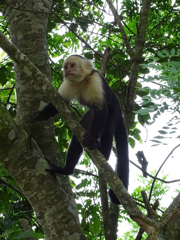 White-headed capuchin