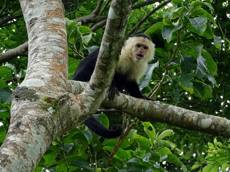 White-headed capuchin