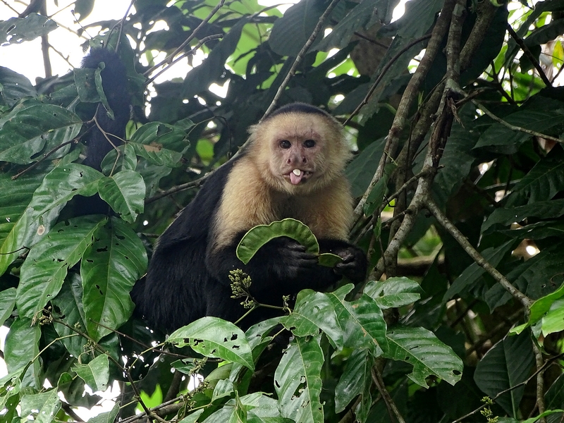 White-headed capuchin