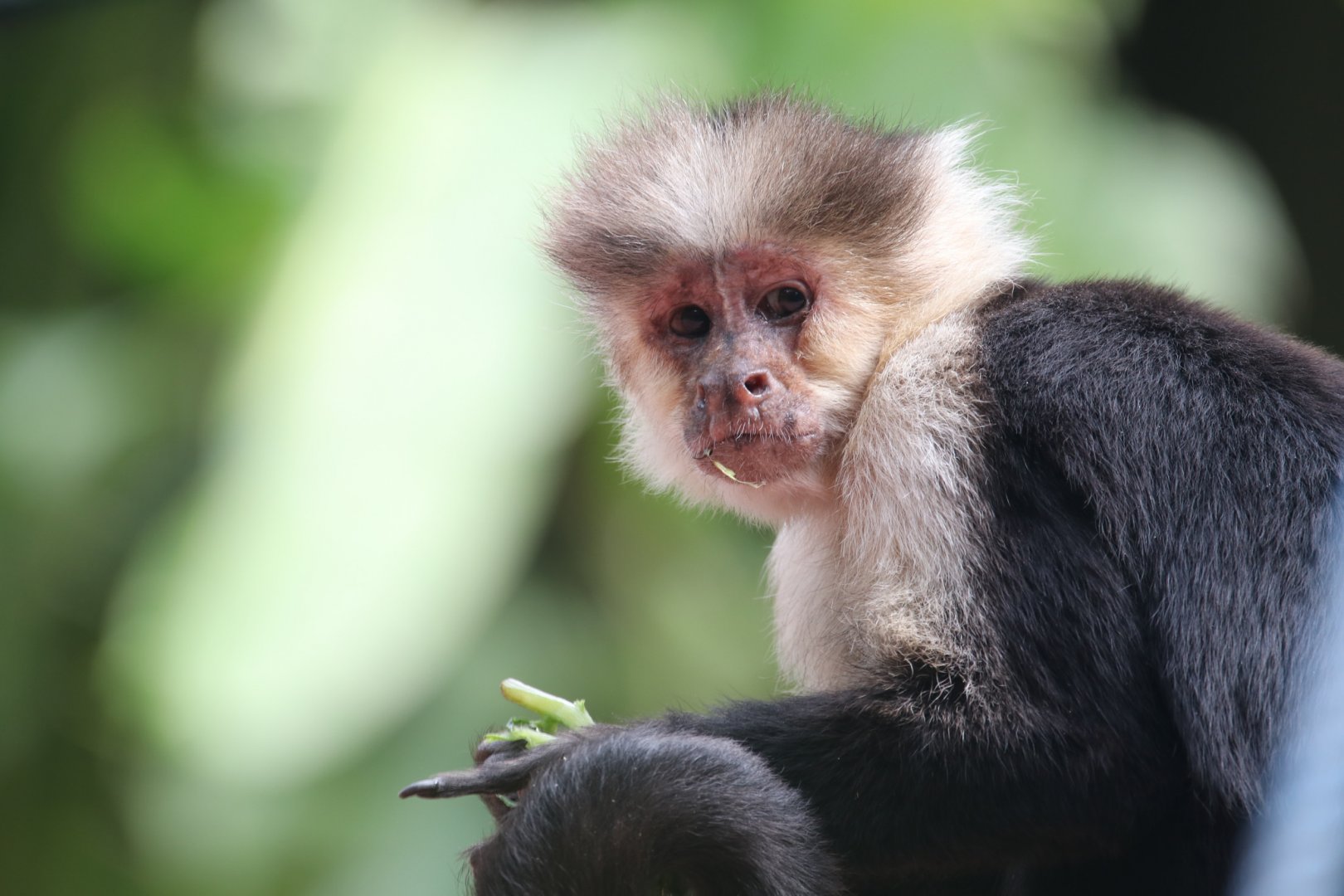 White-headed capuchin