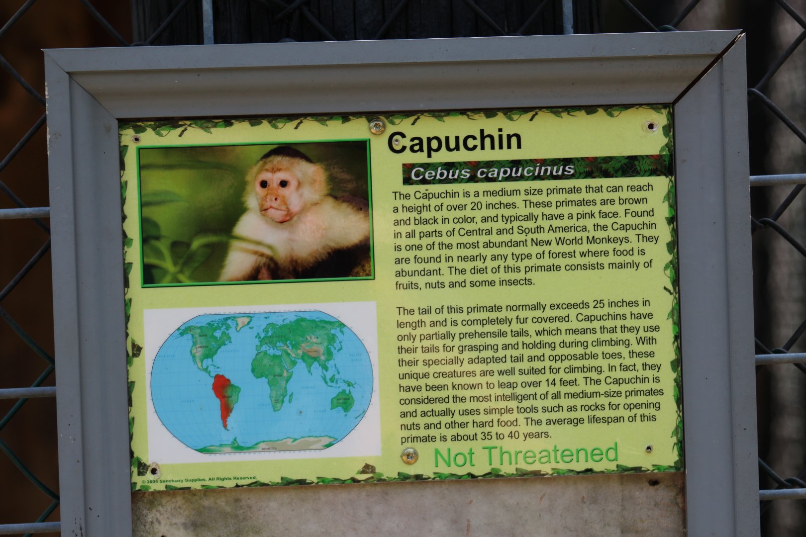 White-Headed Capuchin