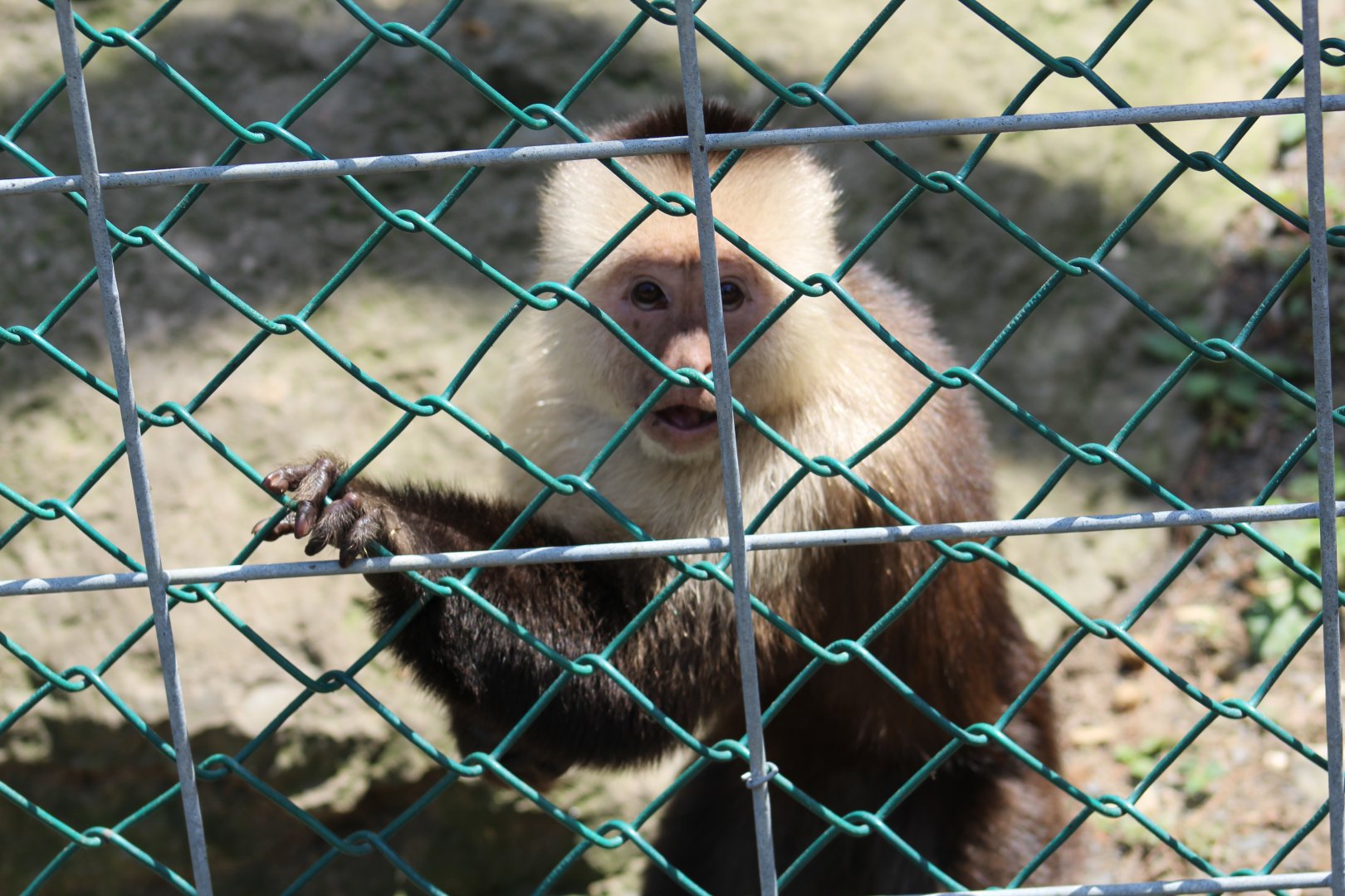 White-Headed Capuchin