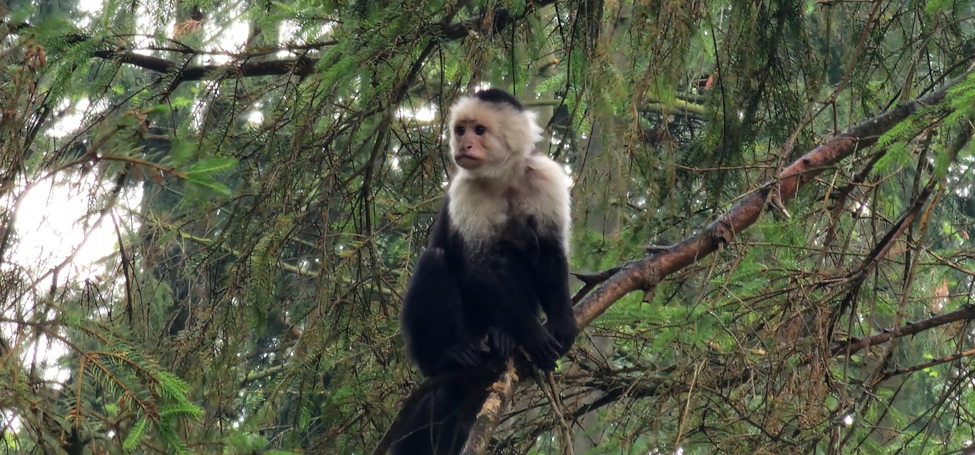 White headed capuchin