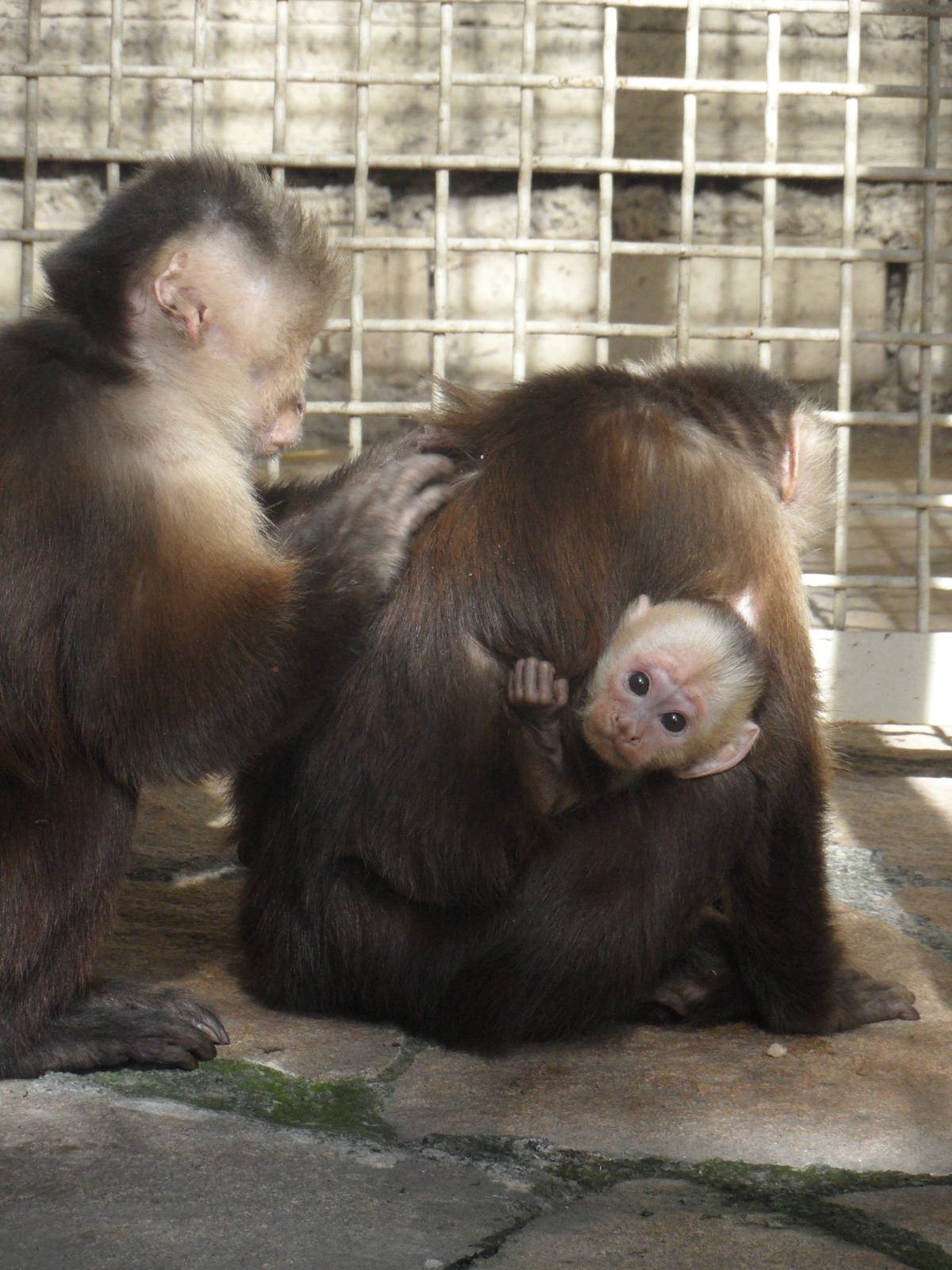 White-headed capuchins