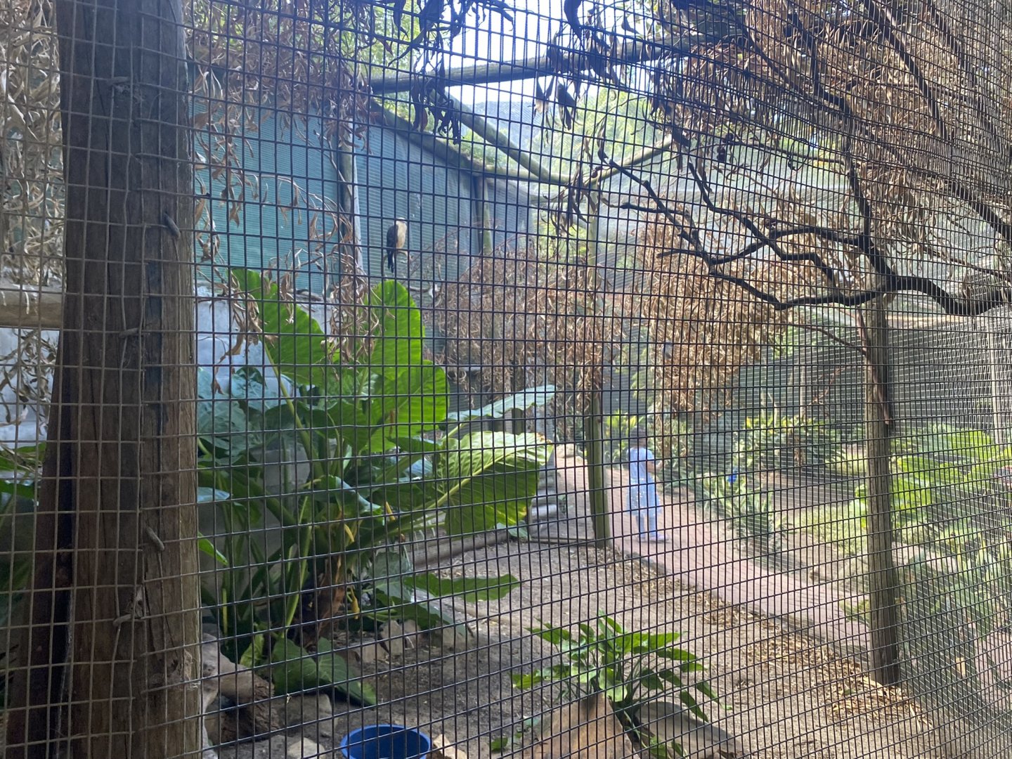 White-Headed Caracara Exhibit