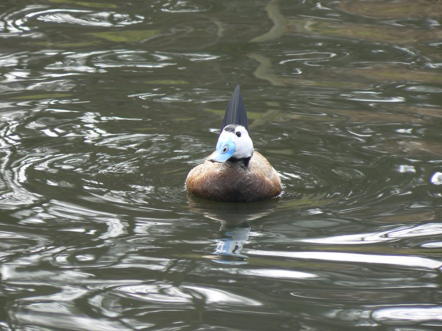 White-headed Duck - 28 March 2018