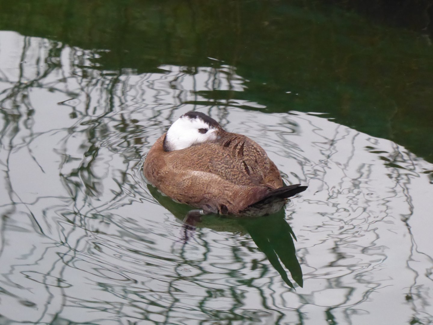 White-headed duck 280118