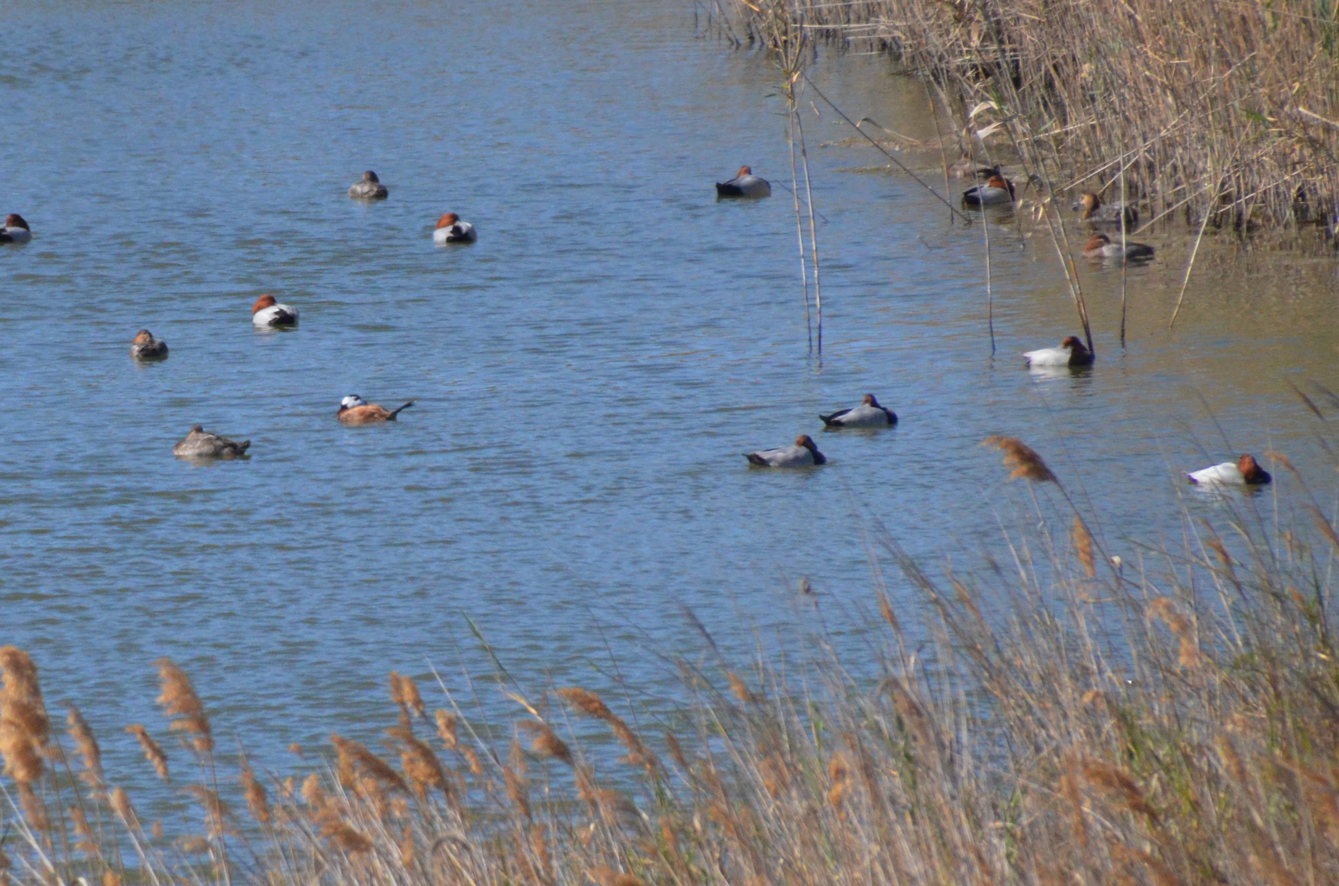 White-headed Duck amongst European Pochards at Desembocadura del Guadalhorce Natural Park, 13/03/19