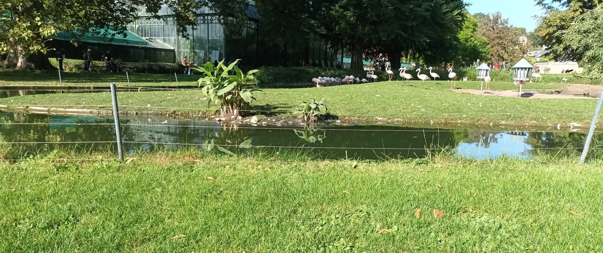 White headed Duck and Greater Flamingo Enclosure