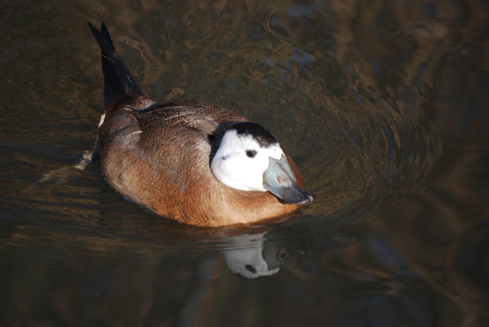 White-headed Duck at London WWT (Barnes), 15/11/11