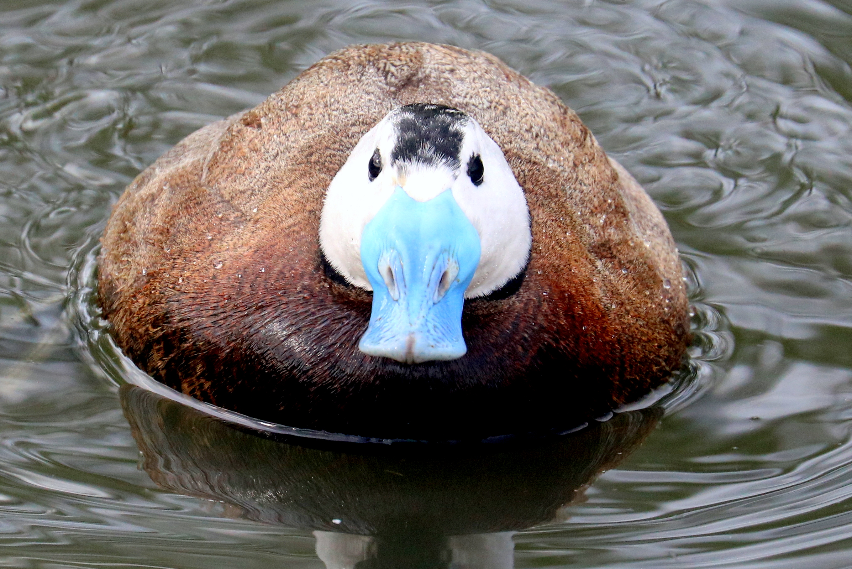 White-headed duck; Barnes; 18th April 2022