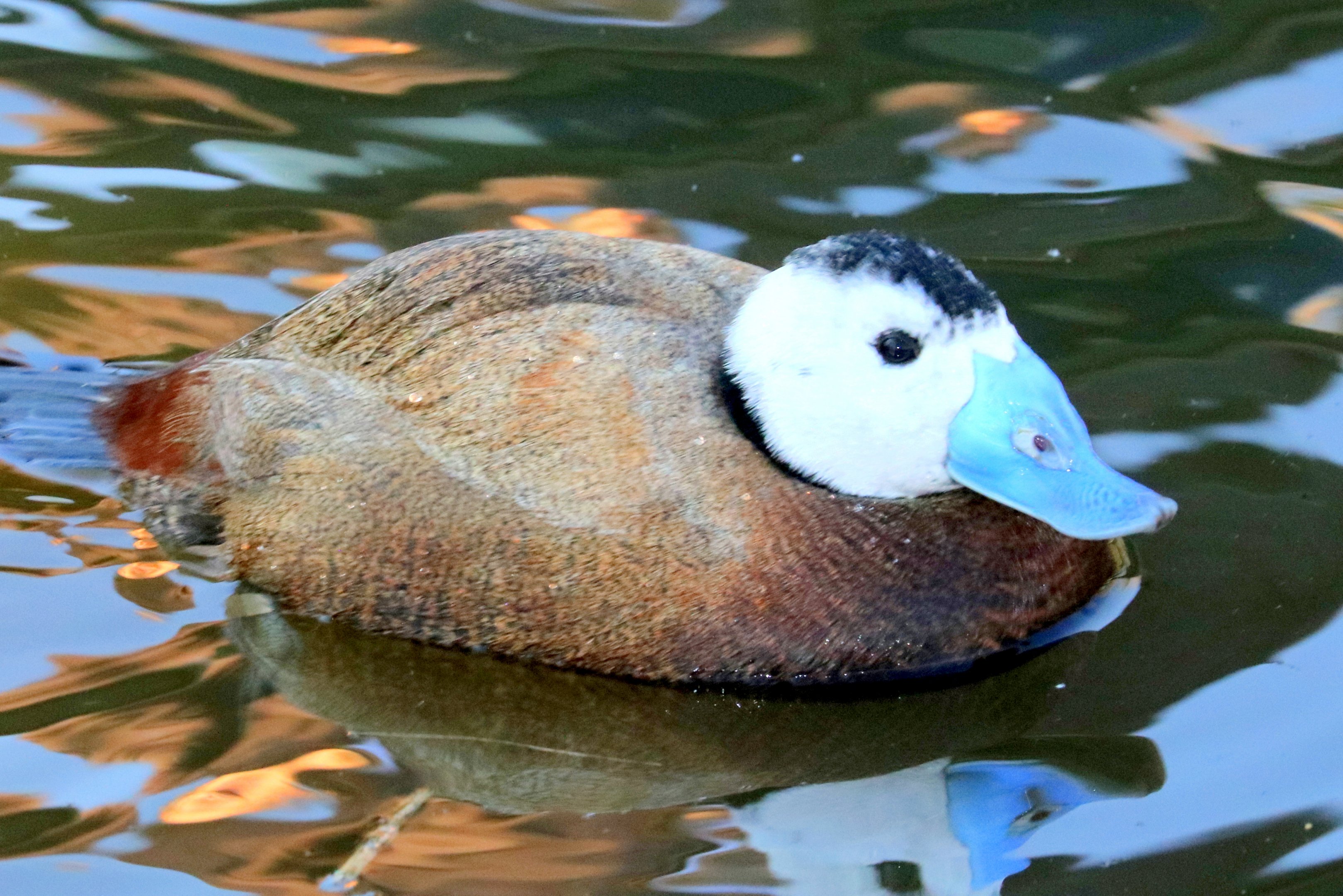 White-headed duck; Barnes; 23rd February 2019