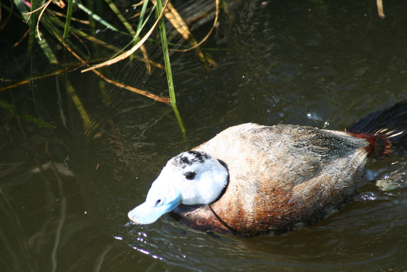 White-headed duck - Castle Espie WWT 08