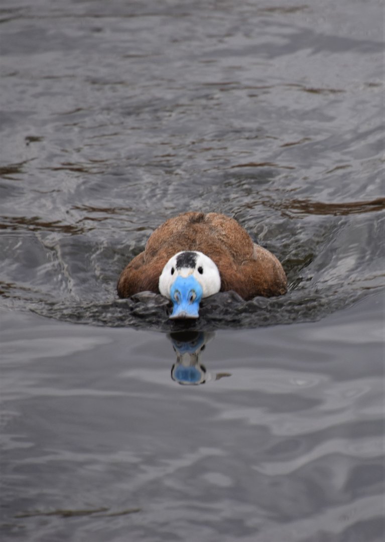 White-headed duck charging