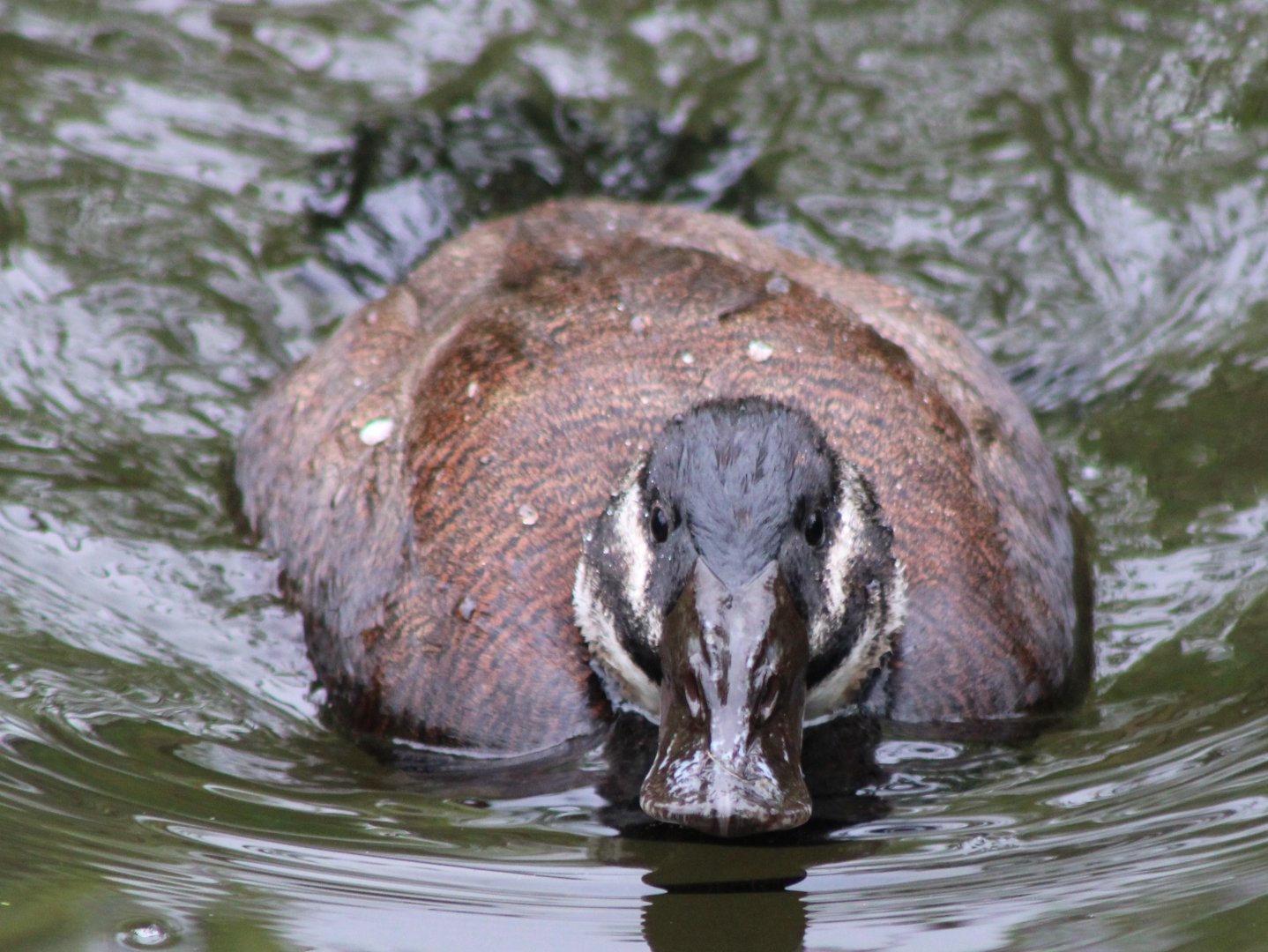 White-headed duck - female