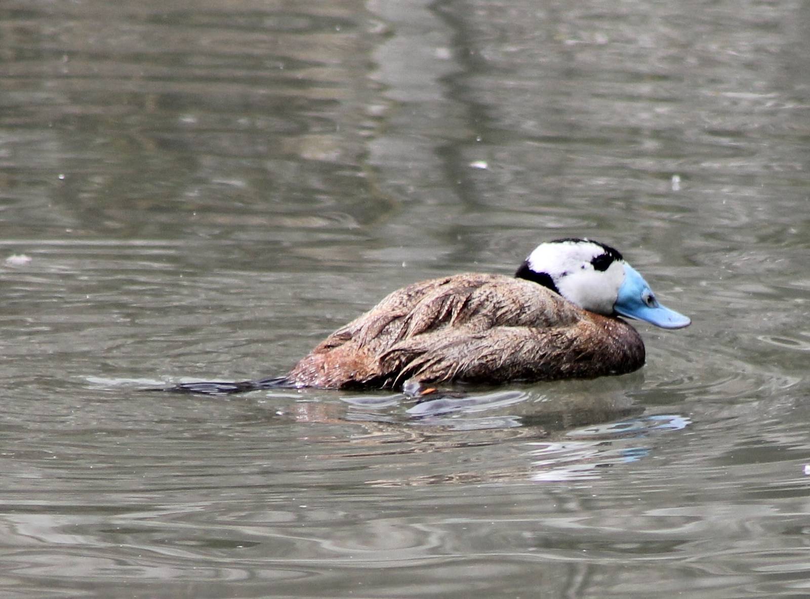 White-headed duck male