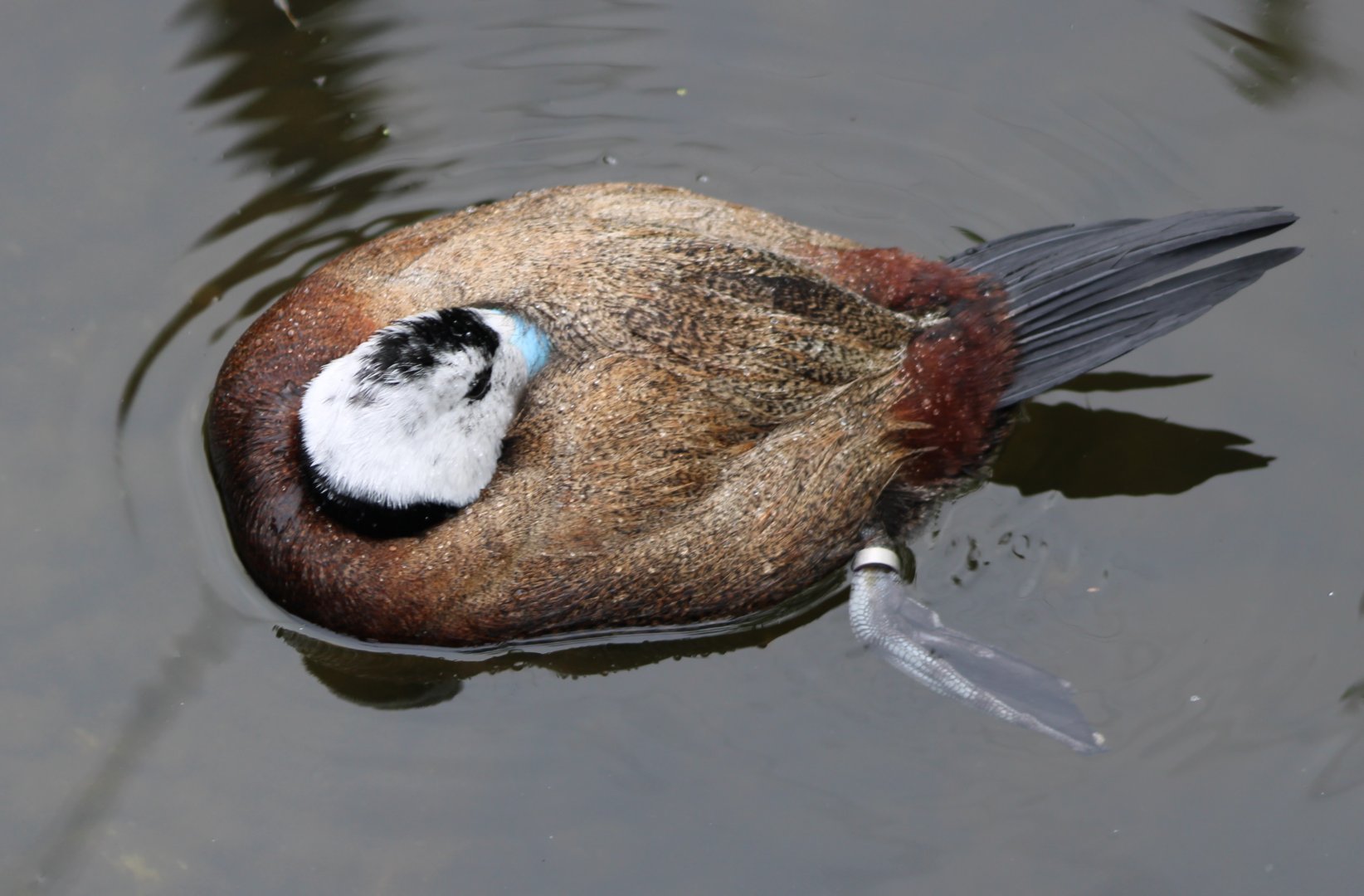 White-headed duck - male