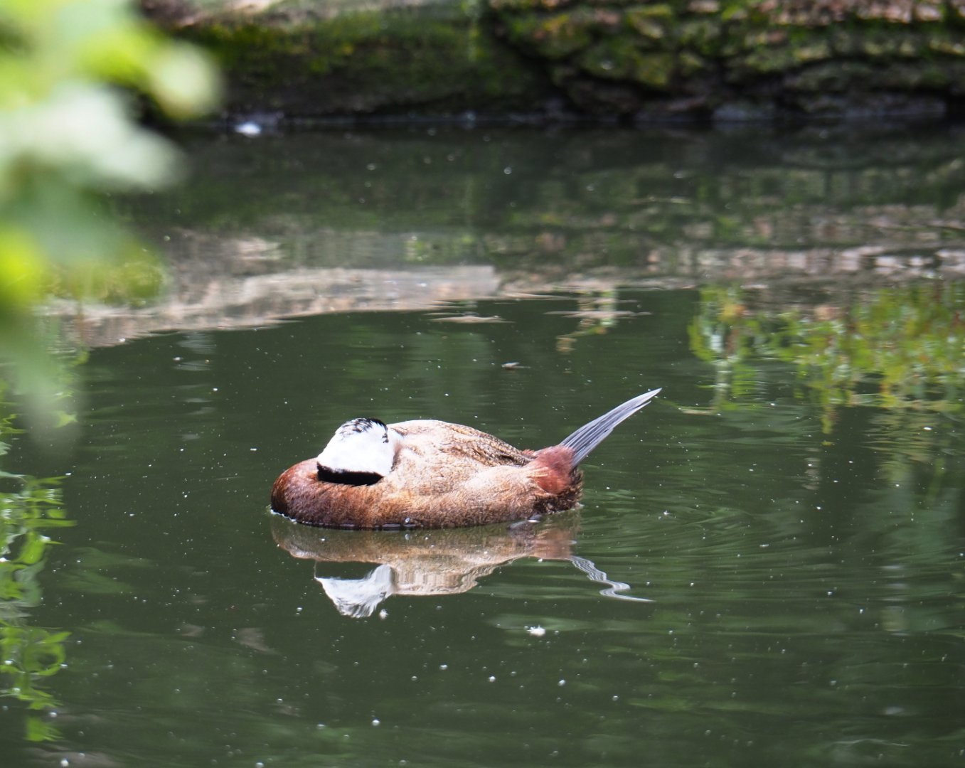 White-headed duck (Oxyura leucocephala), 2019-07-21