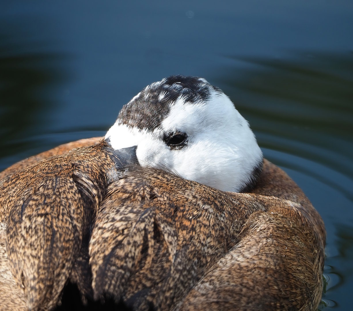 White-headed duck (Oxyura leucocephala), 2022-08-20