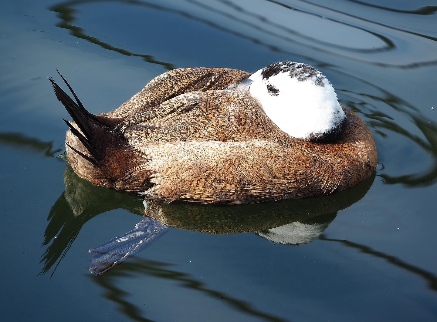 White-headed duck (Oxyura leucocephala), 2022-08-20