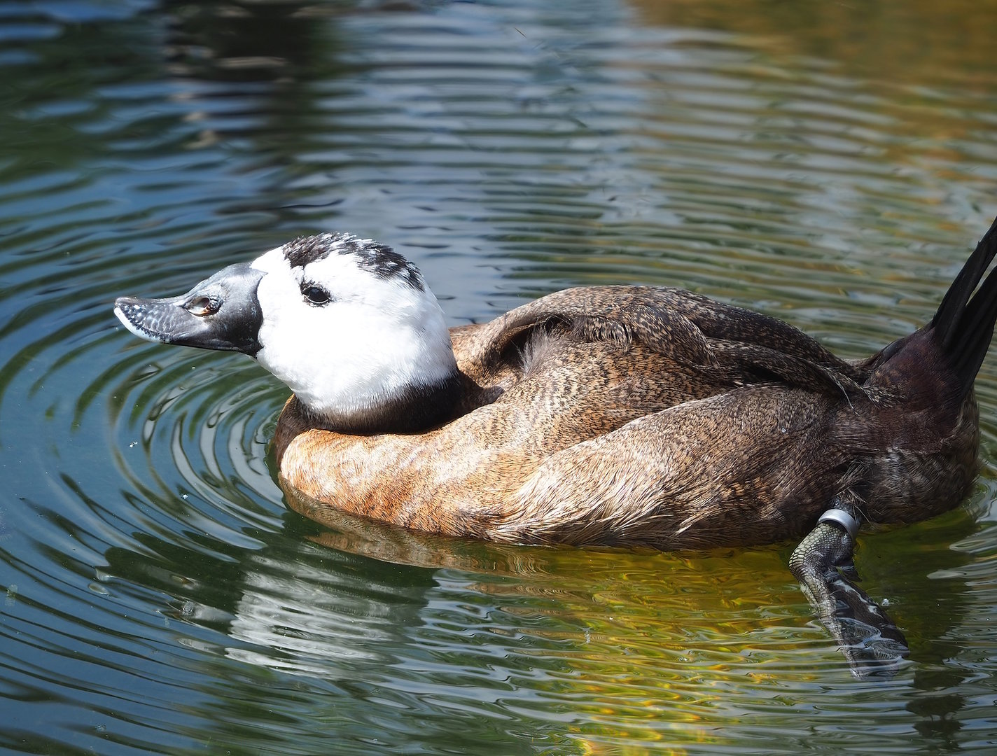 White-headed duck (Oxyura leucocephala), 2022-08-20