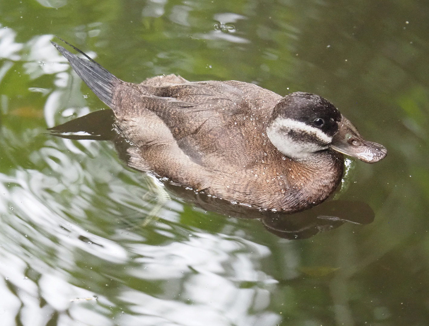 White-headed duck  (Oxyura leucocephala), 2022-09-14