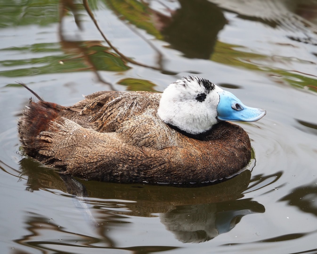 White-headed duck (Oxyura leucocephala), 2023-07-18