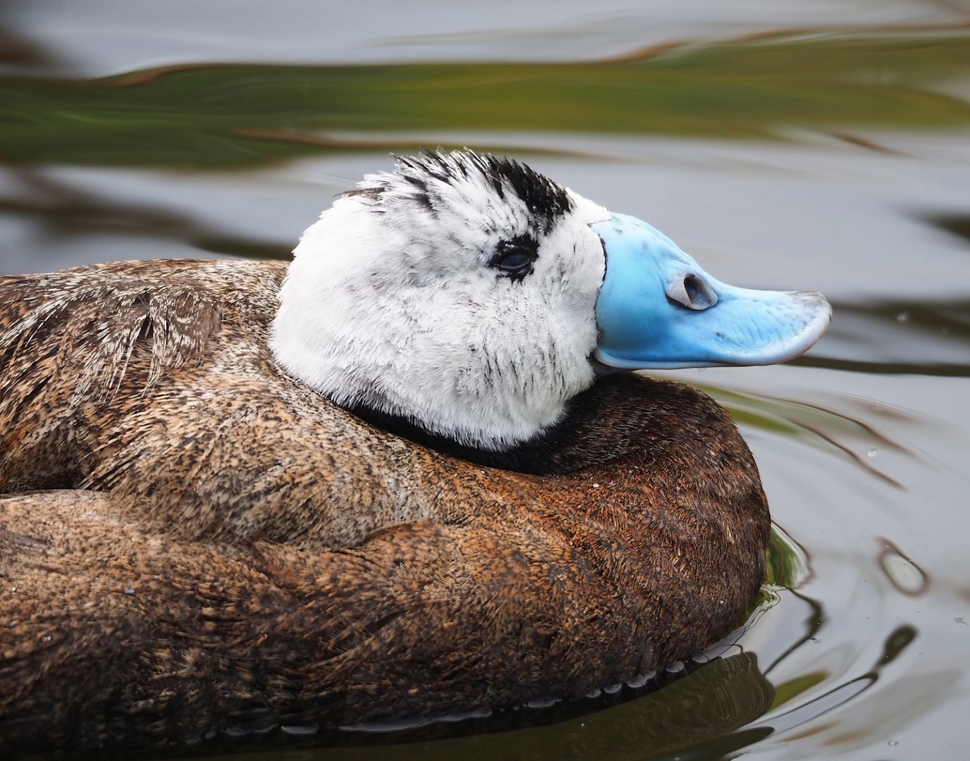 White-headed duck (Oxyura leucocephala), 2023-07-18