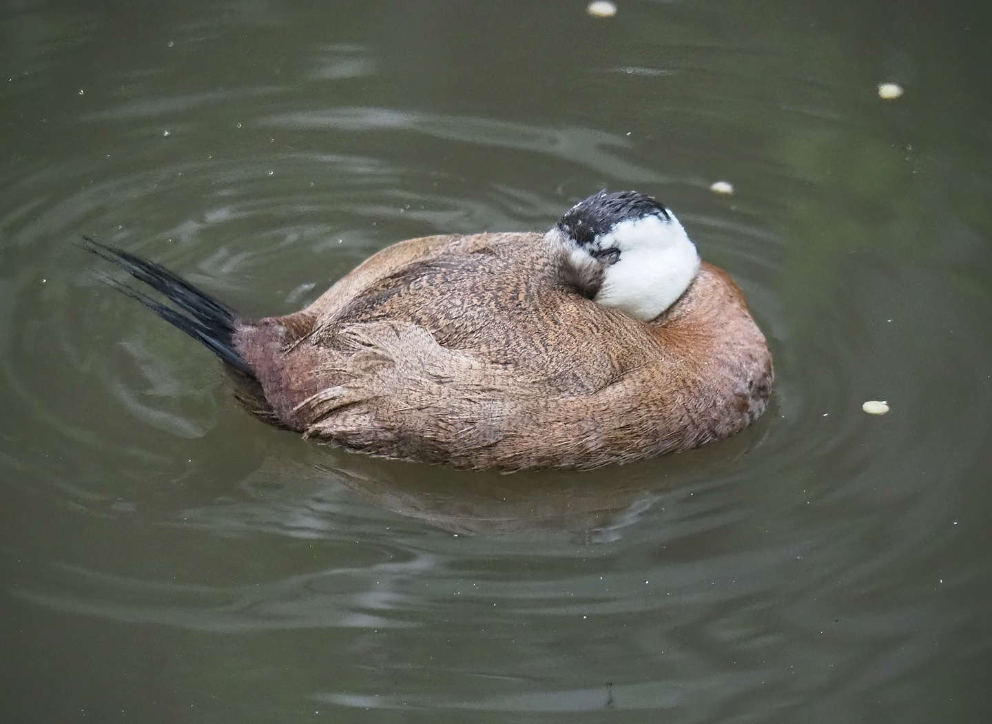 White-headed duck (Oxyura leucocephala), 2023-10-13